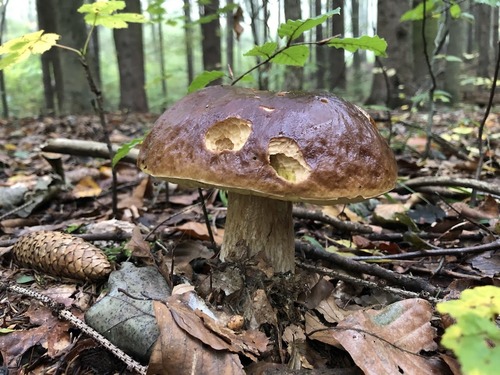 Nowe wsparcie na inwestycje leśne i zadrzewieniowe – nabór wniosków rusza 1 czerwca!